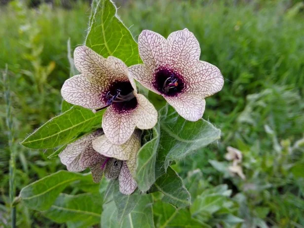 26 Poisonous Plants | HGTV
