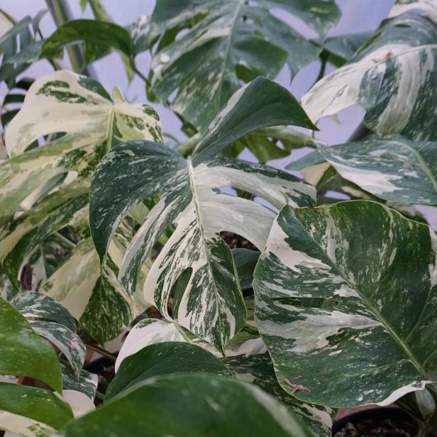 Variegated Monstera Is A Sought-After Tropical Houseplant.