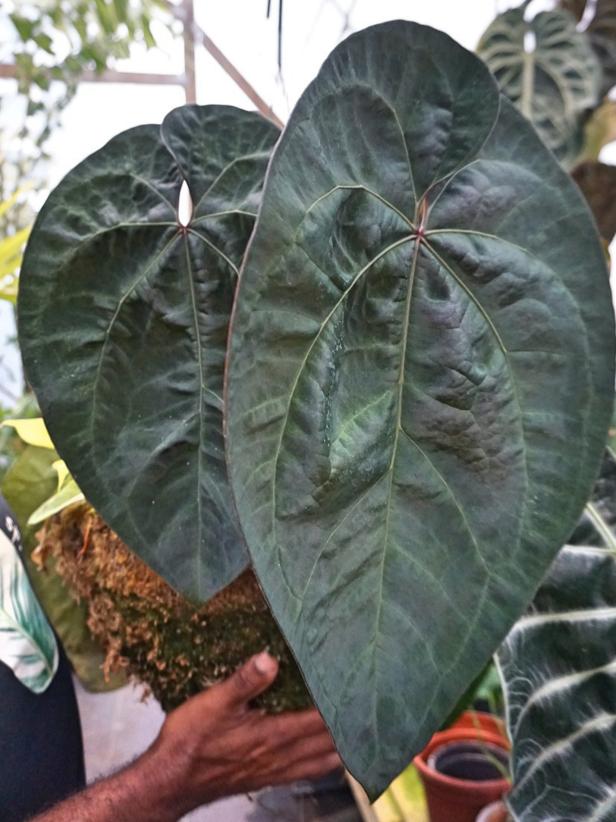 Houseplants like Anthurium 'Ace of Spades' have textured leaves. 