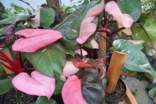Green and pink foliage make 'Pink Princess' philodendron stand out