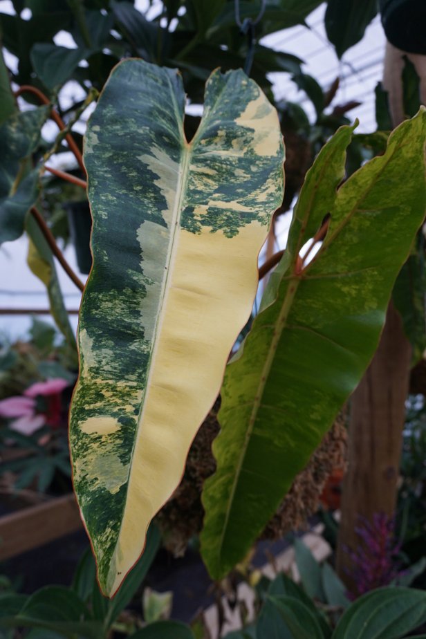 This Variegated Philodendron Has Large Yellow and Green Foliage