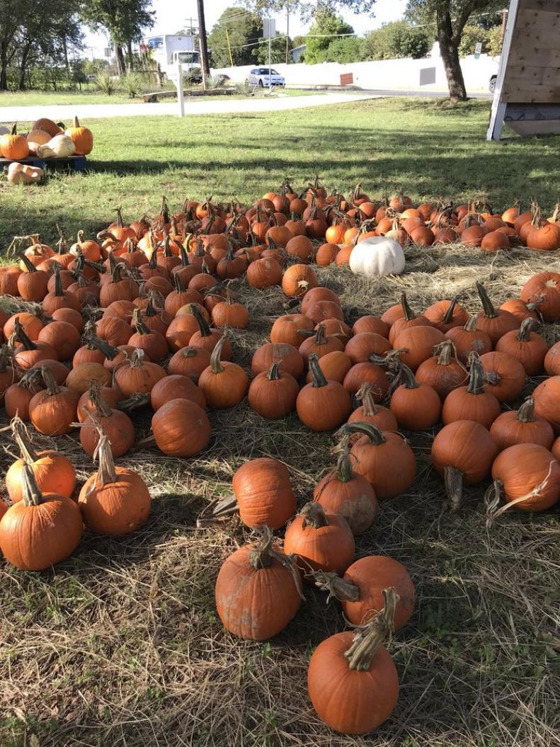 Also known as the Texas Pumpkin fest, this Austin pumpkin experience allows you to bring your pet during the week to grab some cute snaps of your furry beloved with the pumpkins. Weekdays-only there are paint-a-pumpkin activities. This Yelp favorite also offers refreshments and plenty of options to keep parents and children entertained.