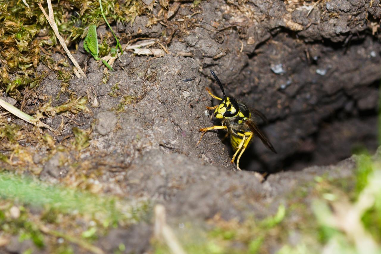 yellow wasp nest