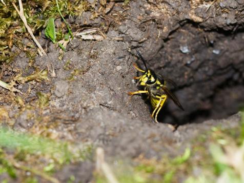 How to Eliminate Underground Wasp Hives