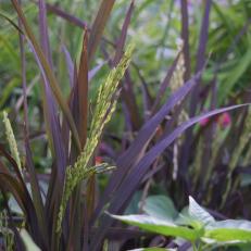 Purple Foliage With Green Grains Of Black Madras Rice