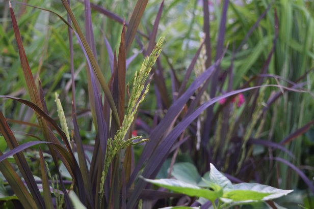 Ornamental 'Black Madras' Rice Has Striking Purple Foliage