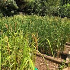 Rice Growing In Raised Bed In A Garden In Full Sun