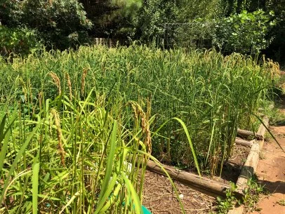 How to Plant and Grow Rice | HGTV