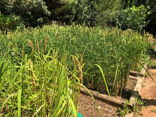 Rice Grown In Raised Beds Can Be Flooded And Drained
