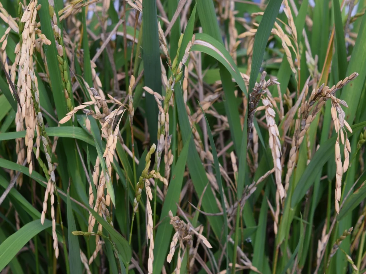 Pictures Of Rice Plants