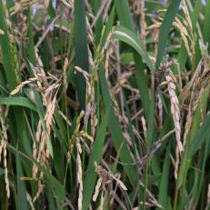 Leaves Of Green Rice Plants With Tan Grains Ready To Harvest 