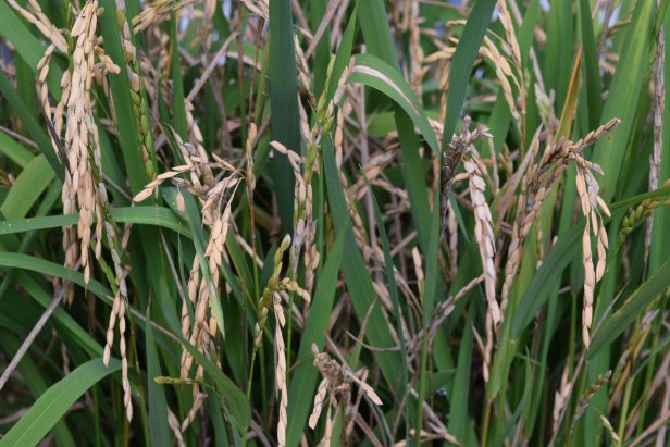 Tan Rice Grains In Hulls Are Ready To Harvest.