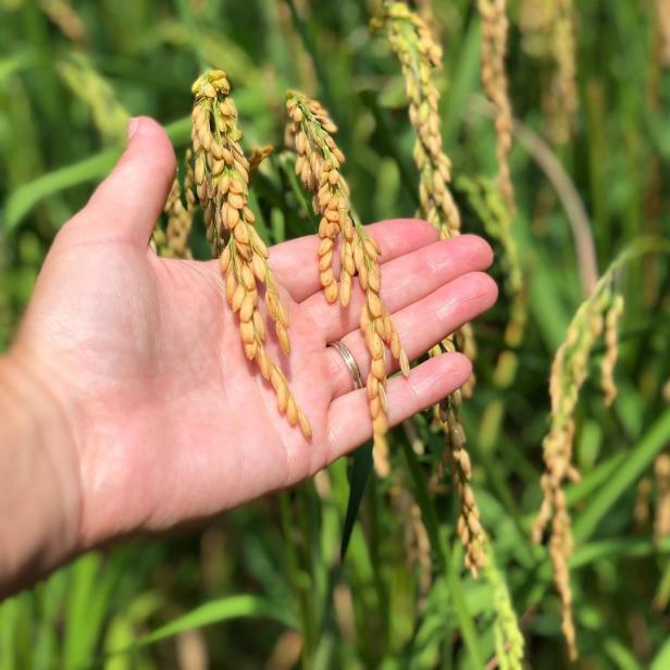 Gold Rice Grains Are Ready To Harvest.