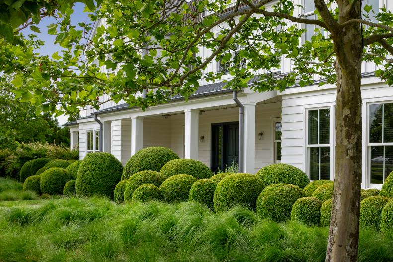 Ornamental Grass and Shaped Bushes In Front of White Farmhouse