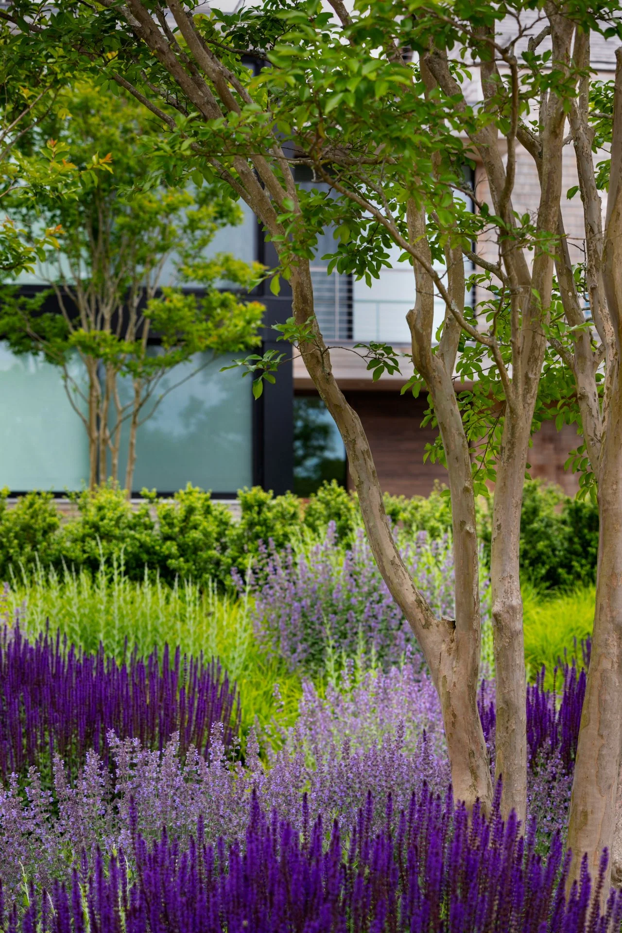Contemporary Yard With Vivid Purple Blooms | HGTV