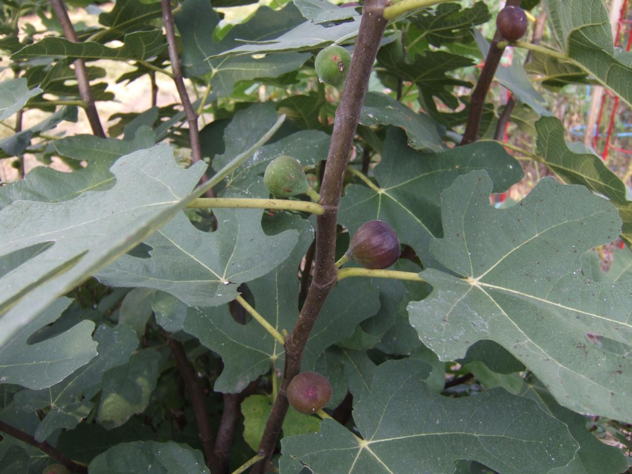 How To Grow A Fig Tree Hgtv