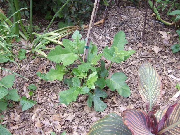 Fig With Mulch