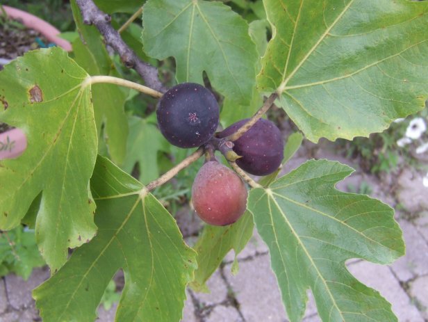 'Negronne' Fig