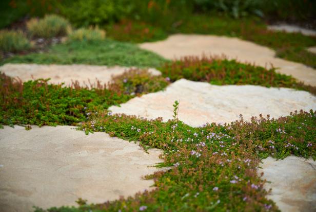 Creeping Thyme Growing Between Large Stone Pavers