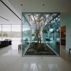 Modern Living Space With Living Tree