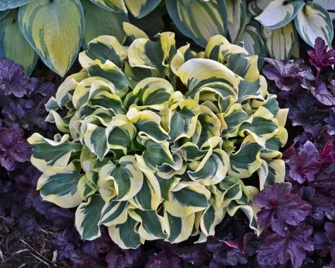 buy passion fruit plant Superior Hardy Passionfruit Vine Plant Bundles