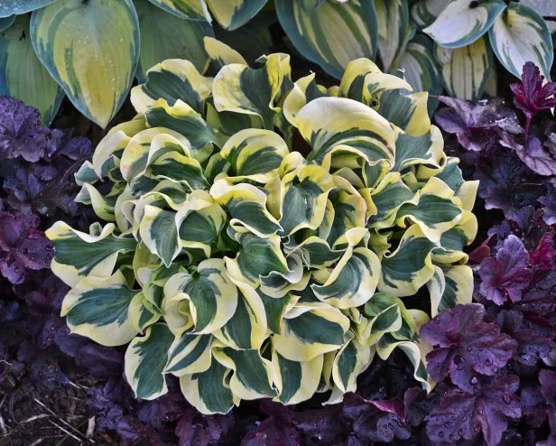 Hosta 'Mini Skirt'