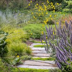 Garden Stone Pathway With Blooming Blue Fortune