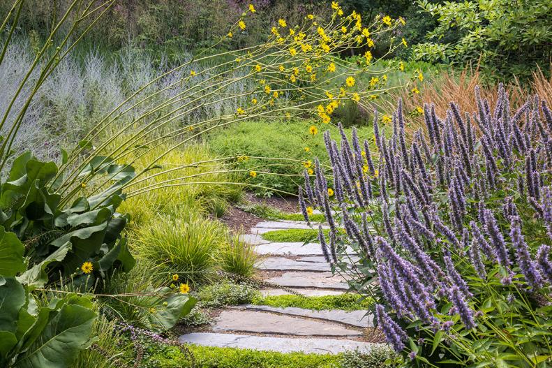 Blooming Blue Fortune Along Curvy Stone Pathway in Landscaped Backyard