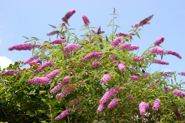 Butterfly Bush How To Plant Grow And Care For Butterfly Bushes Hgtv