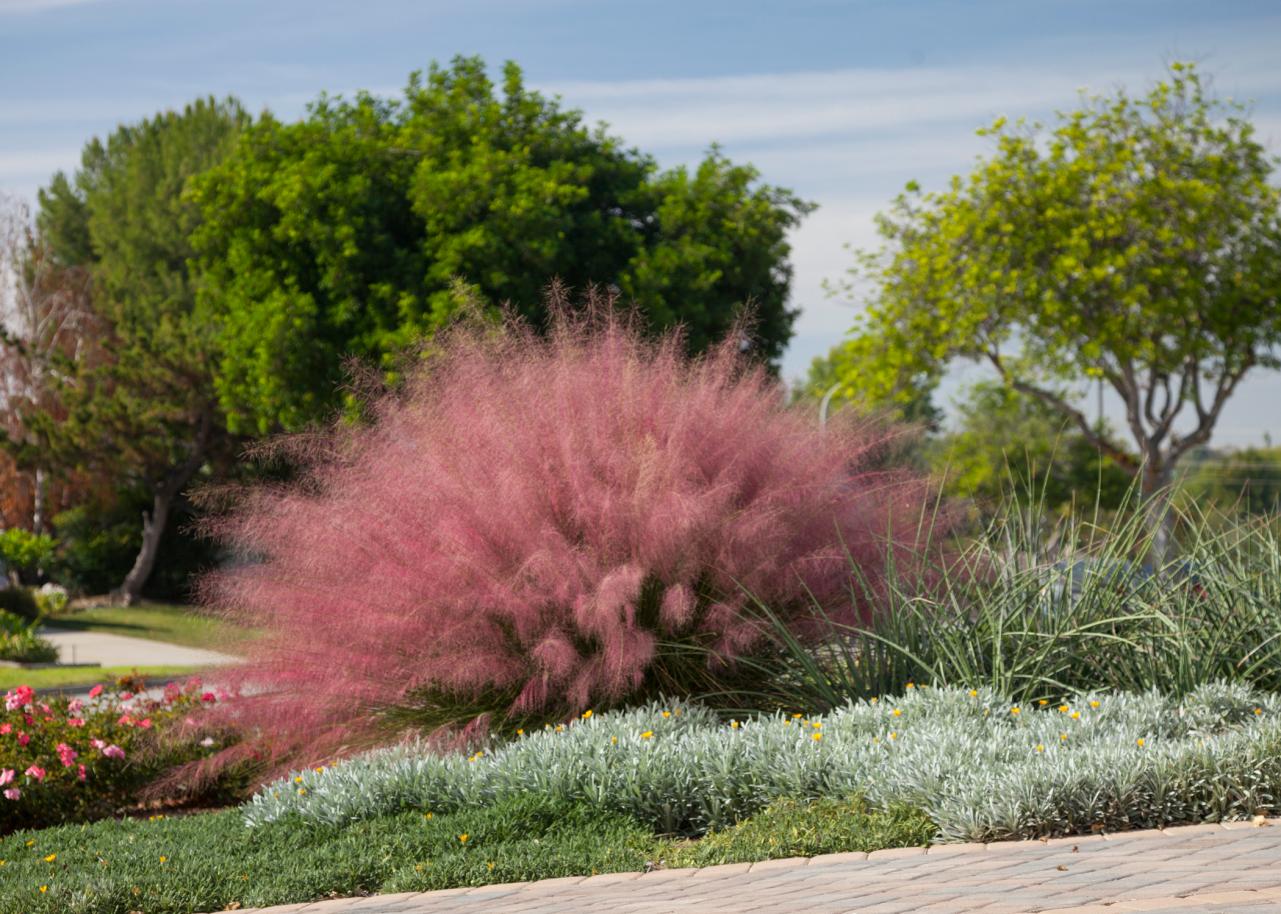 How to Grow Pink Muhly Grass   Cotton Candy Grass   HGTV