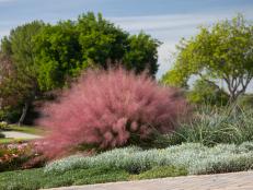Pink Muhly Grass 'Plumetastic'