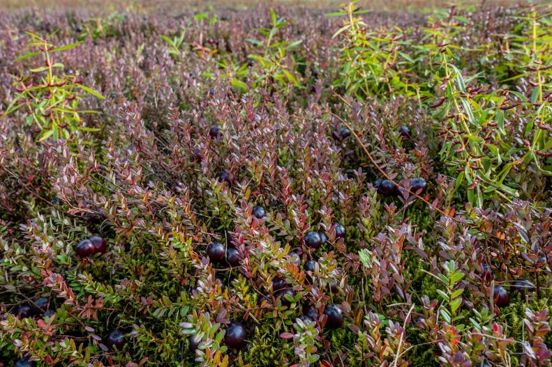 Dark Red Cranberries Grow in Cranberry Field Prior To Water Harvest
