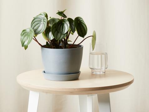 How to Grow and Care for Peperomia Plant