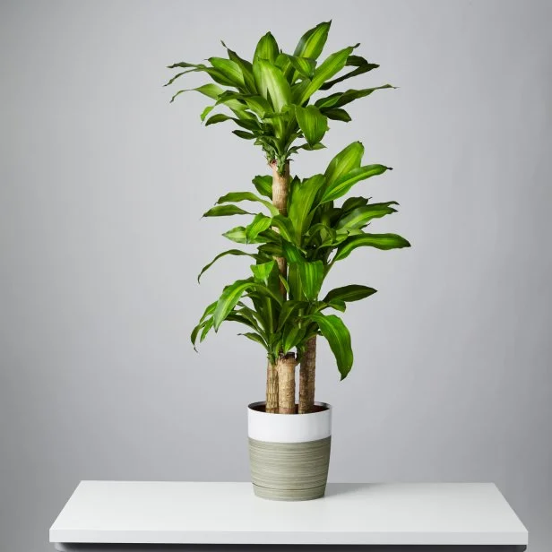 Mass Cane or Corn Plant