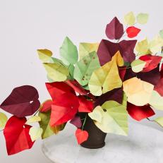 Crimson Glory Vine Paper Plant