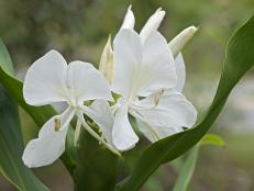 White Ginger Lily Bloom