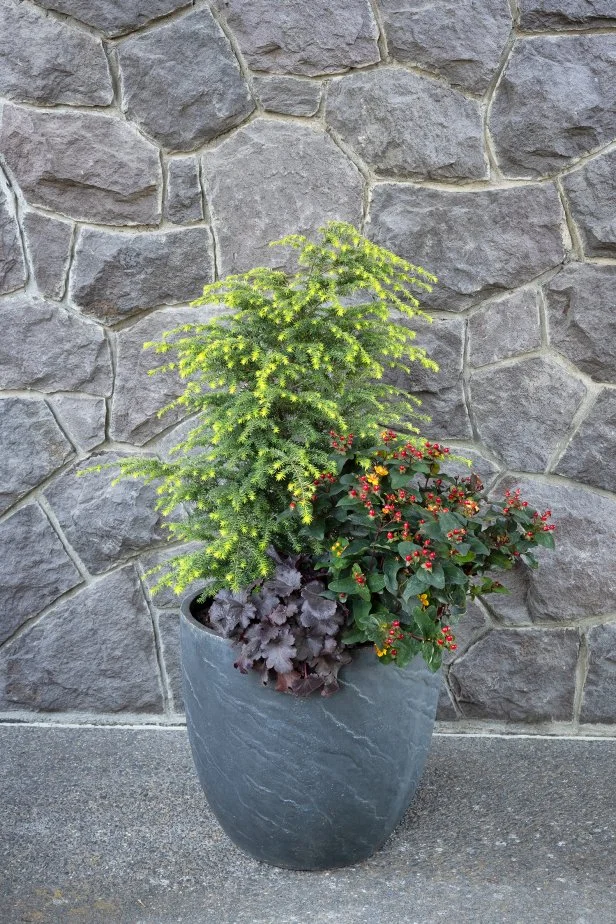 dracaena cinnabari for sale Dracaena Cinnabari main image 0