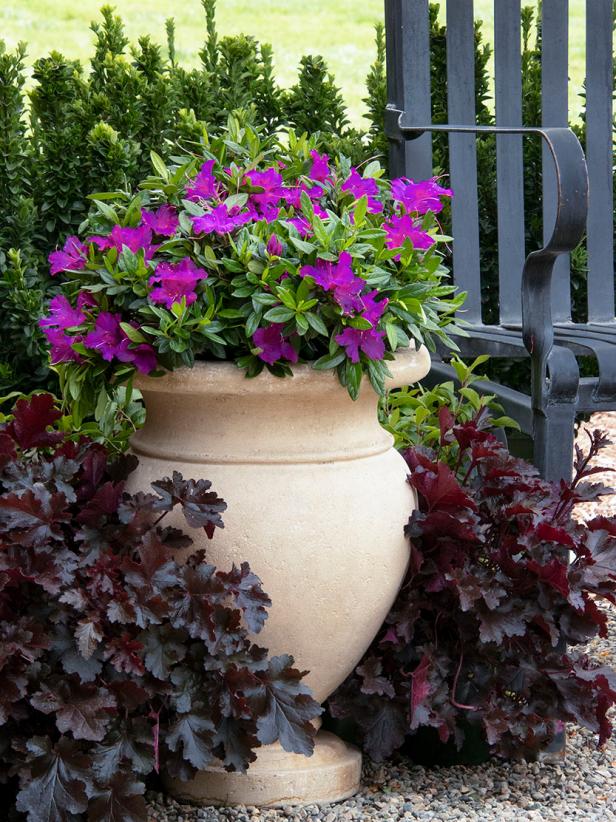WinterFriendly Patio Plants Potted Plants for Winter HGTV