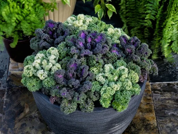 Winter Container Color