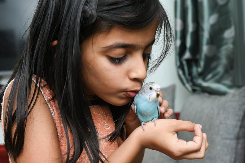Young Indian girl / kid  playing with blue pet love bird Budgie on her hand, Kerala India.