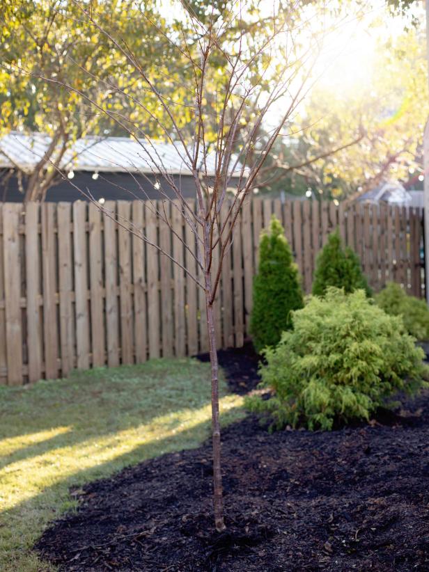 How To Plant A Tree, 3 Brothers Tree Service Landscape