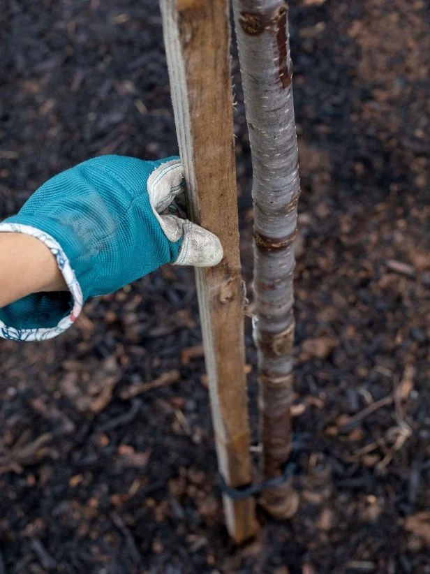 If wind damage is a concern in your area, you may need to temporarily stake your tree to stop it from blowing over before it is able to anchor roots into the soil