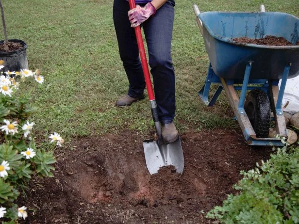 The hole where you'll plant your tree should be about 1.5 times the width of the container the tree comes in from the nursery — just large enough to hold the root ball