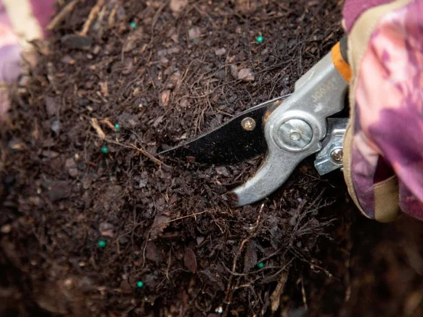 Completely sever circling roots by removing the outer inch or so of the root ball.