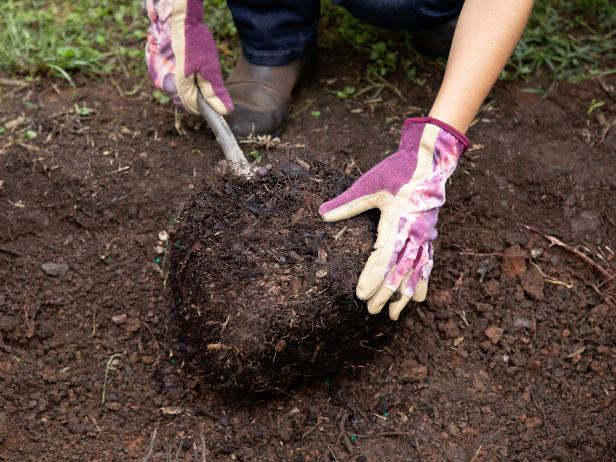 As new roots radiate out from the root ball, they anchor the tree into the soil and allow the tree to become established more quickly.