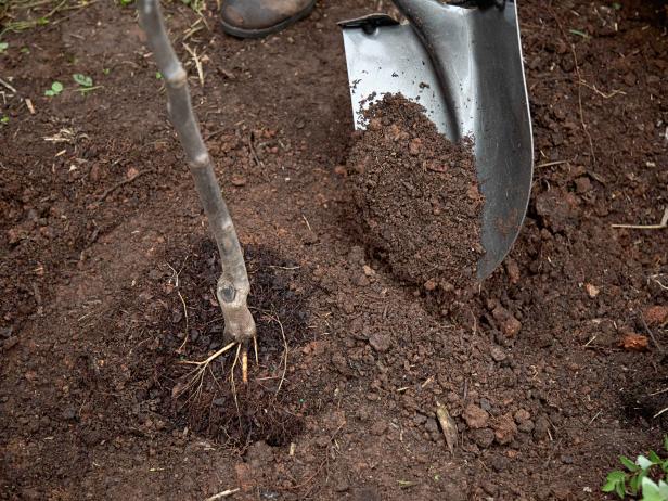If you have trouble breaking up the soil by hand, try using your spade or a hand tool.