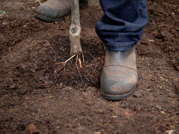 Use your foot to gently press the soil over the tree's root ball into the soil.