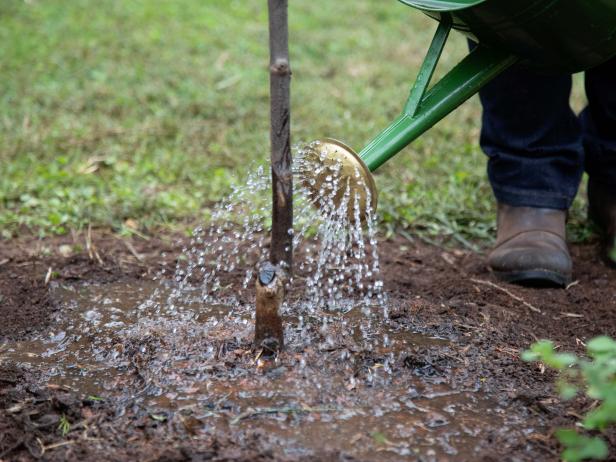 Give the freshly planted tree a good, deep drink of water. Slowly apply water from a hose, bucket or watering can until water begins to run off from the area around the hole.