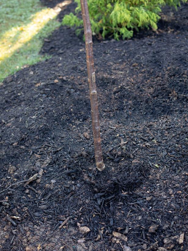 Apply a thick 3- or 4-inch-deep layer of mulch below the tree's canopy beyond the root ball.