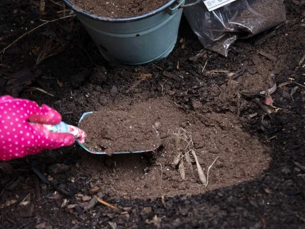 Covering dahlia tubers with soil. 